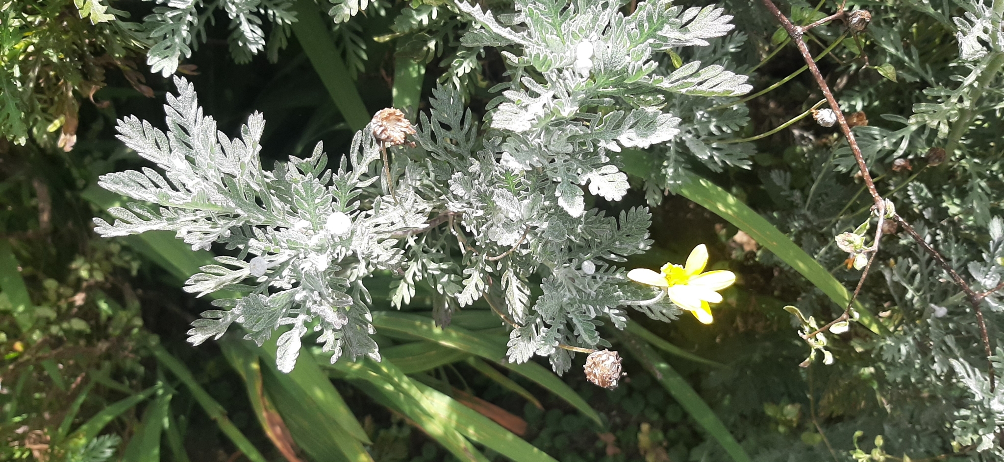 Euryops pectinatus image