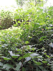 Hylodesmum repandum