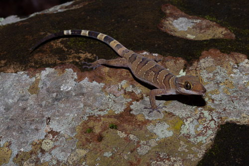 Cyrtodactylus intermedius observed 2024-07-26