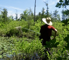 Somatochlora williamsoni