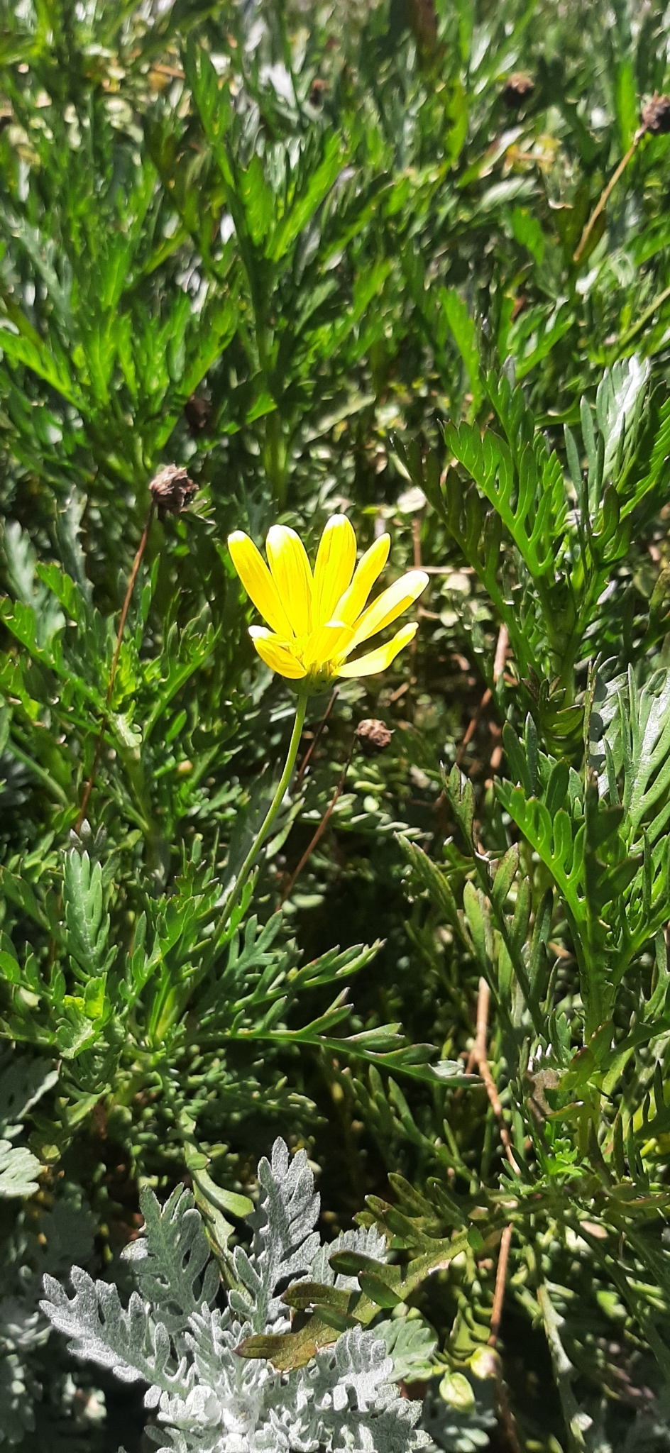 Euryops image