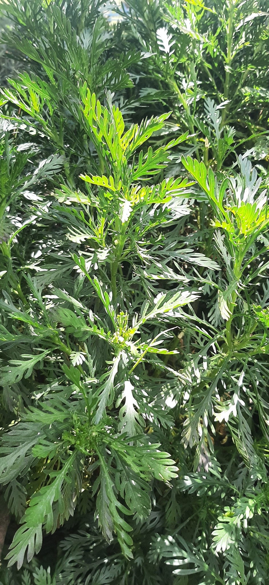 Euryops image