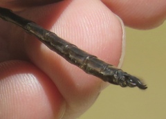 Somatochlora williamsoni