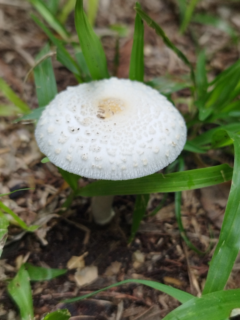 Chlorophyllum hortense · March 2024 · photo: © seba_fornes (iNaturalist, cc-by)