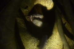 Tarsius spectrumgurskyae