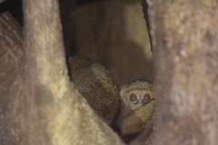 Tarsius spectrumgurskyae