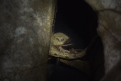 Tarsius spectrumgurskyae