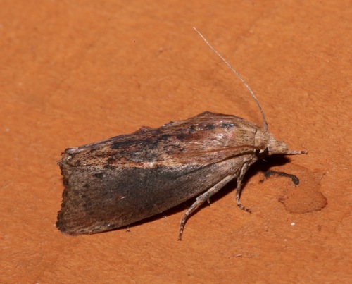 Greater Wax Moth photo 5