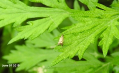 Nemophora staudingerella