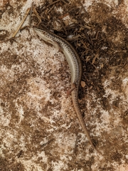 Chalcides ocellatus tiligugu