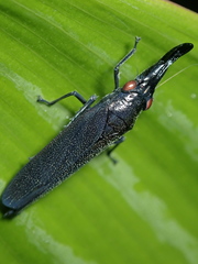 Acrobelus