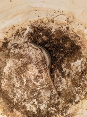 Chalcides ocellatus tiligugu