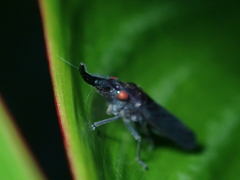 Acrobelus