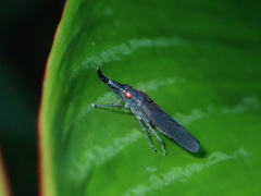 Acrobelus