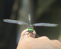 Somatochlora williamsoni