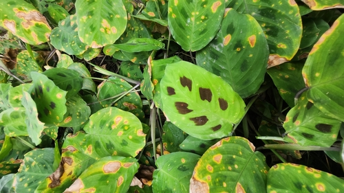 Foto de Maranta