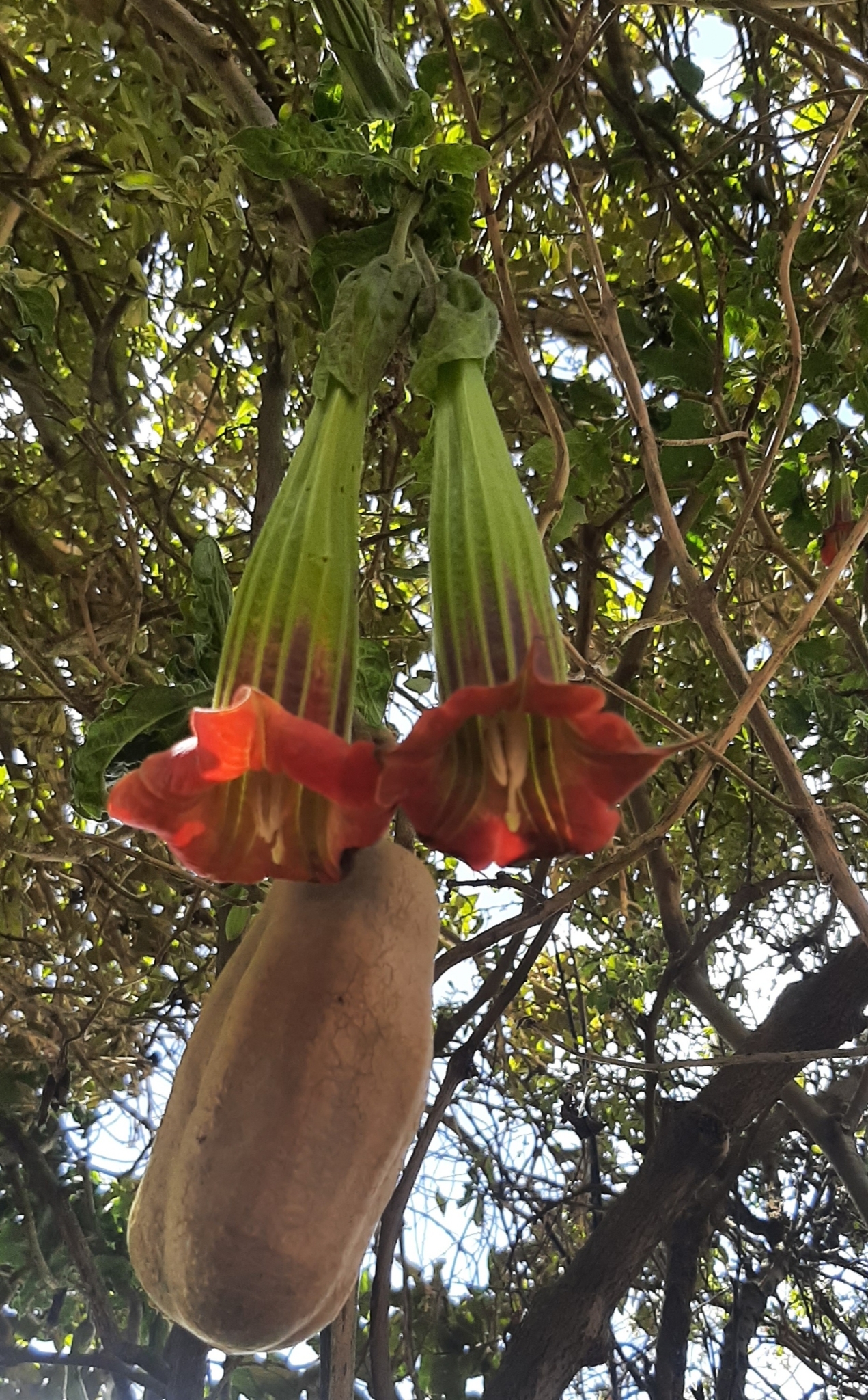 Brugmansia sanguinea image