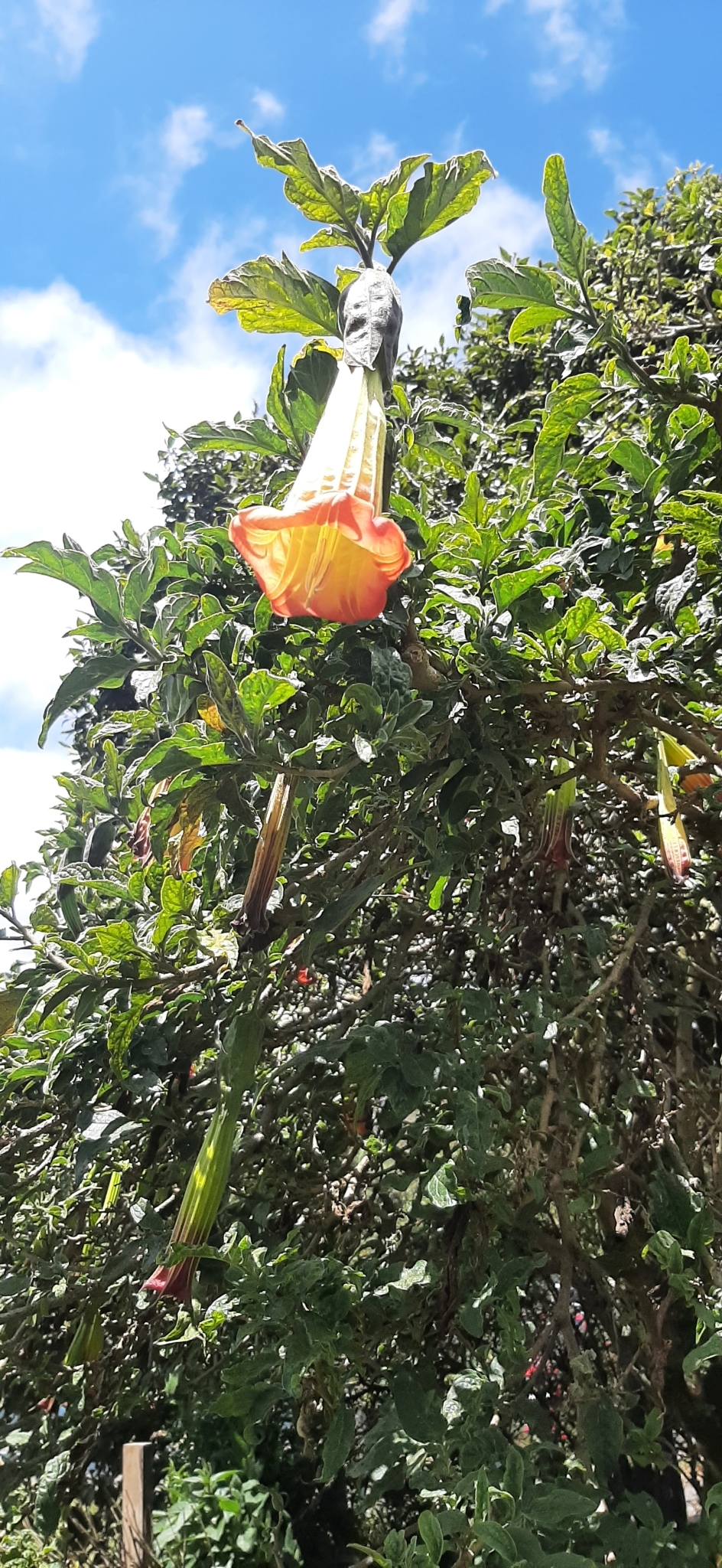 Brugmansia sanguinea image