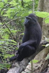 Macaca nigra