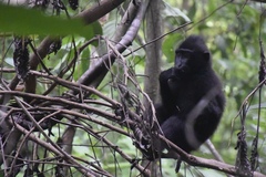 Macaca nigra