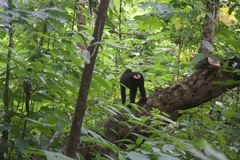 Macaca nigra