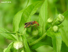 Cantharis soeulensis