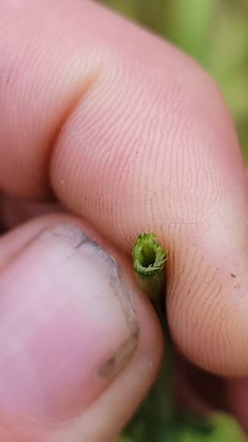 Lotus pedunculatus