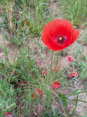 Papaver rhoeas