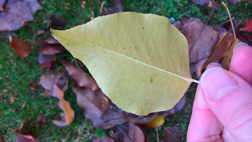 Pyrus pyrifolia