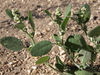 Pinyon Goosefoot - Photo (c) Jim Morefield, some rights reserved (CC BY)