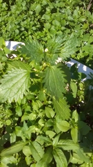 Urtica urens