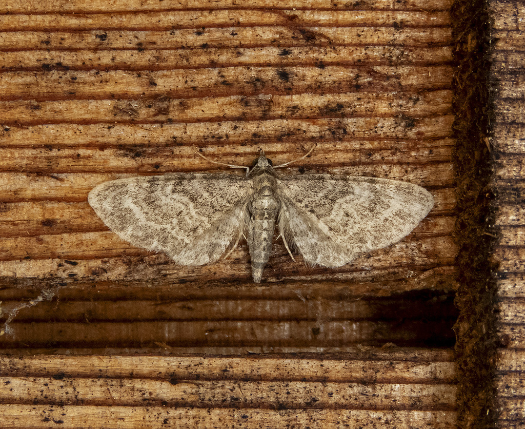 Grey Pug Moth