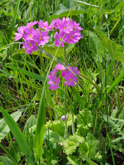 Primula cortusoides