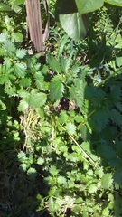 Urtica urens