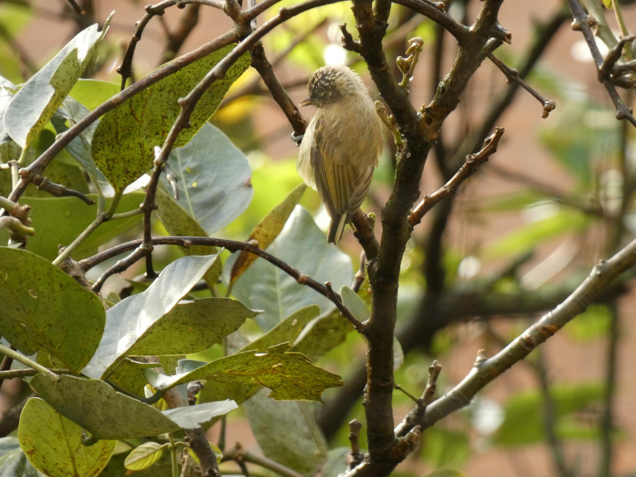 Olivaceous Piculet illustration