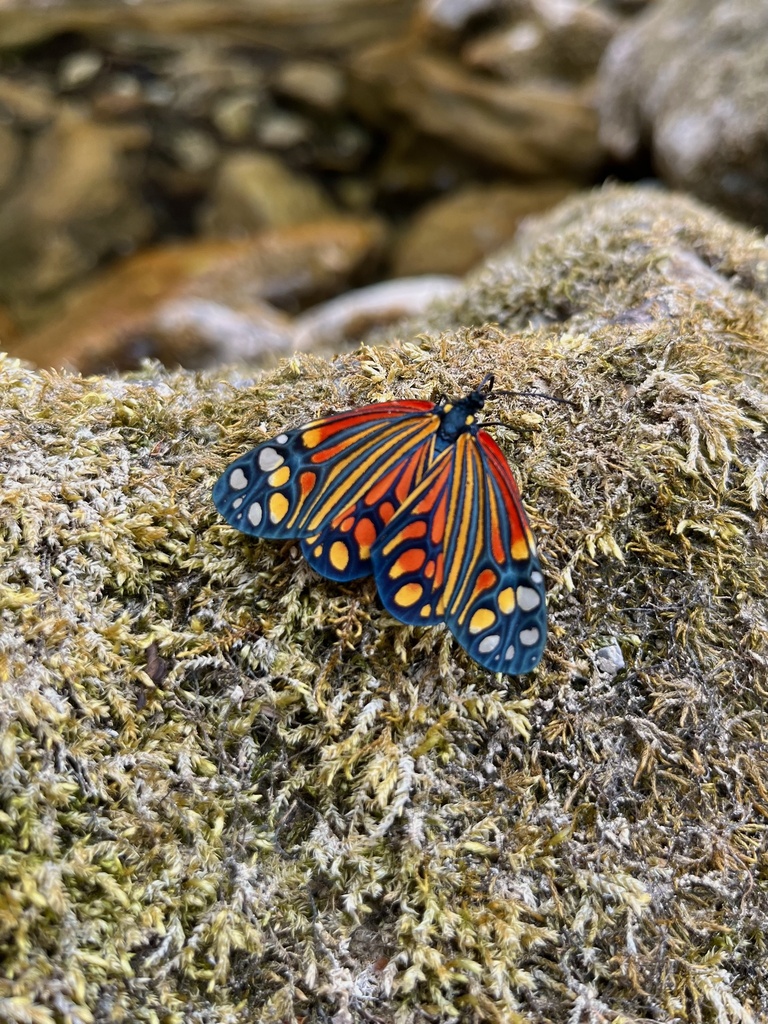 Campylotes romanovi