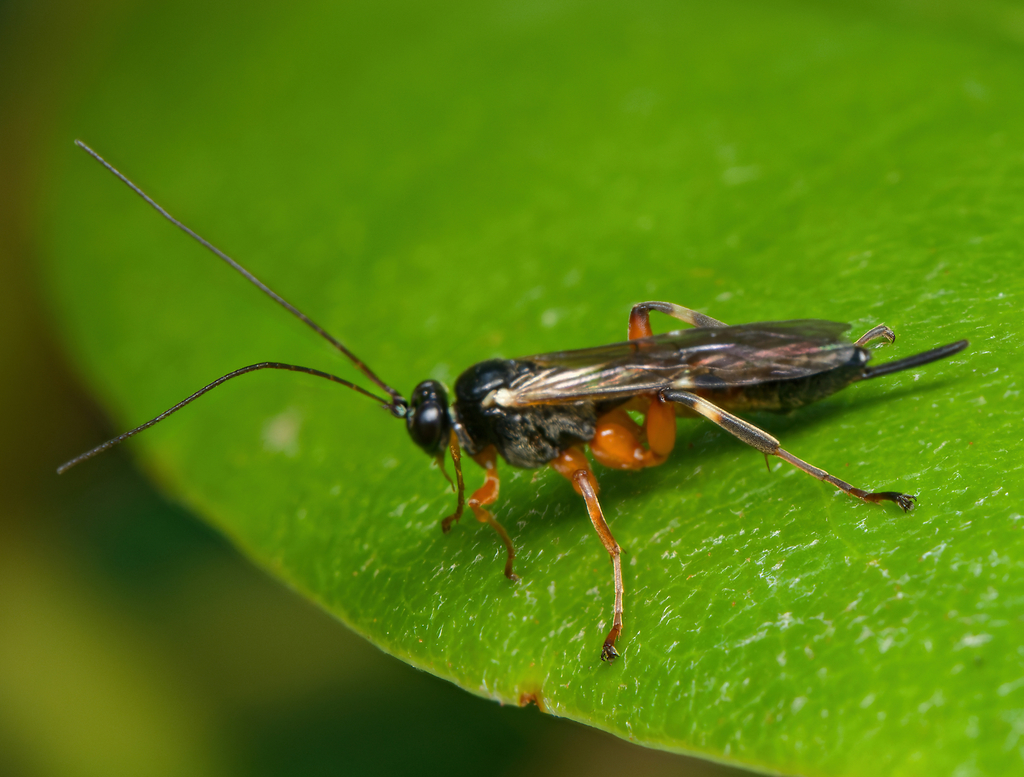 Pimpla aequalis