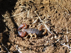 Urodacus manicatus