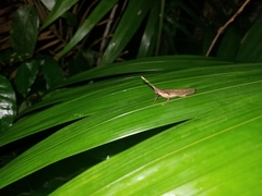 Desmoptera truncatipennis