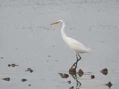 Egretta eulophotes