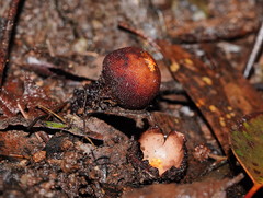 Calostoma fuscum