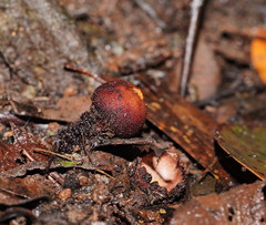 Calostoma fuscum
