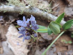 Pentanisia schweinfurthii