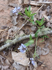 Pentanisia schweinfurthii