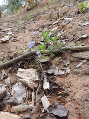 Pentanisia schweinfurthii