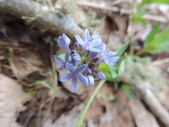 Pentanisia schweinfurthii