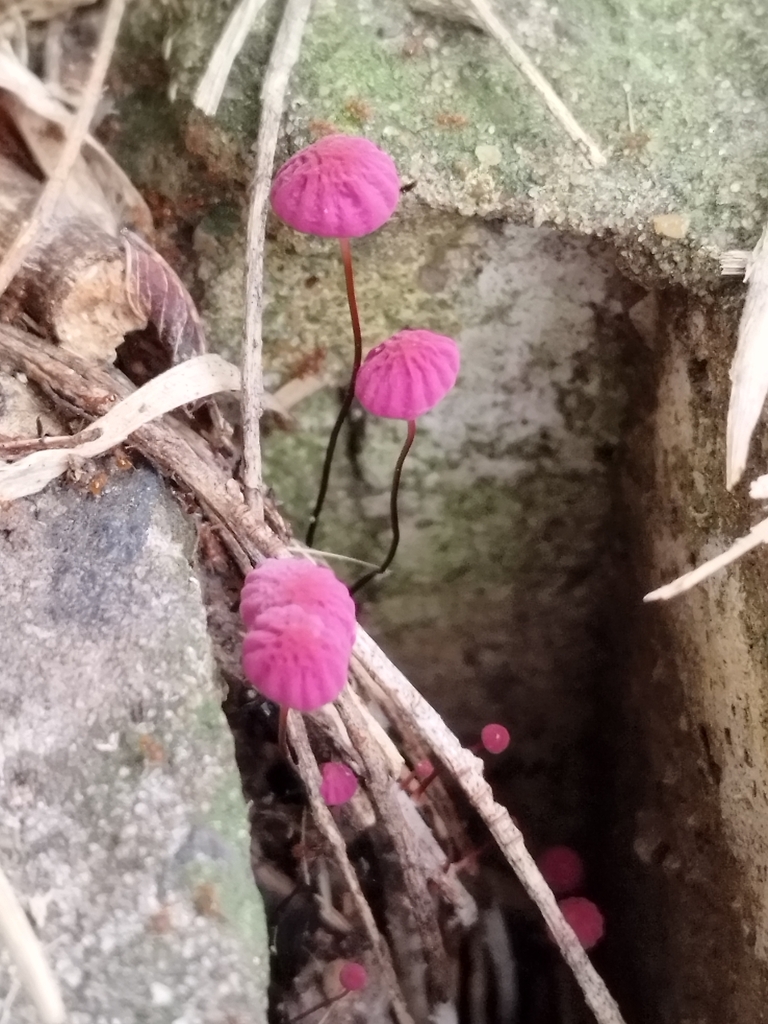 Marasmius haematocephalus · March 2024 · photo: © seba_fornes (iNaturalist, cc-by)