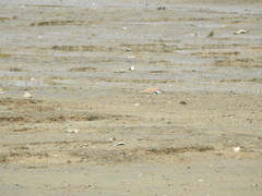 Charadrius dealbatus