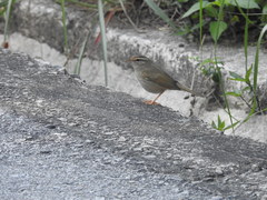Phylloscopus schwarzi