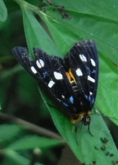 Exsula dentatrix albomaculata